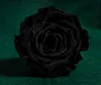 Real Preserved Black Eternity Roses