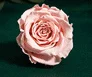 Real Preserved Bridal Pink Eternity Roses