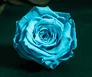 Real Preserved Light Blue Eternity Roses