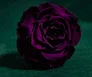 Real Preserved Purple Eternity Roses
