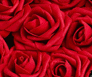 Ruby Red Everlasting Artificial Roses