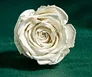 Real Preserved Pearl White Eternity Roses